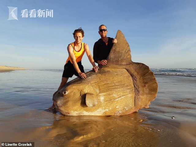 男孩在澳大利亚海滩发现奇怪生物，一次不寻常的海洋探险之旅_反馈执行和跟进