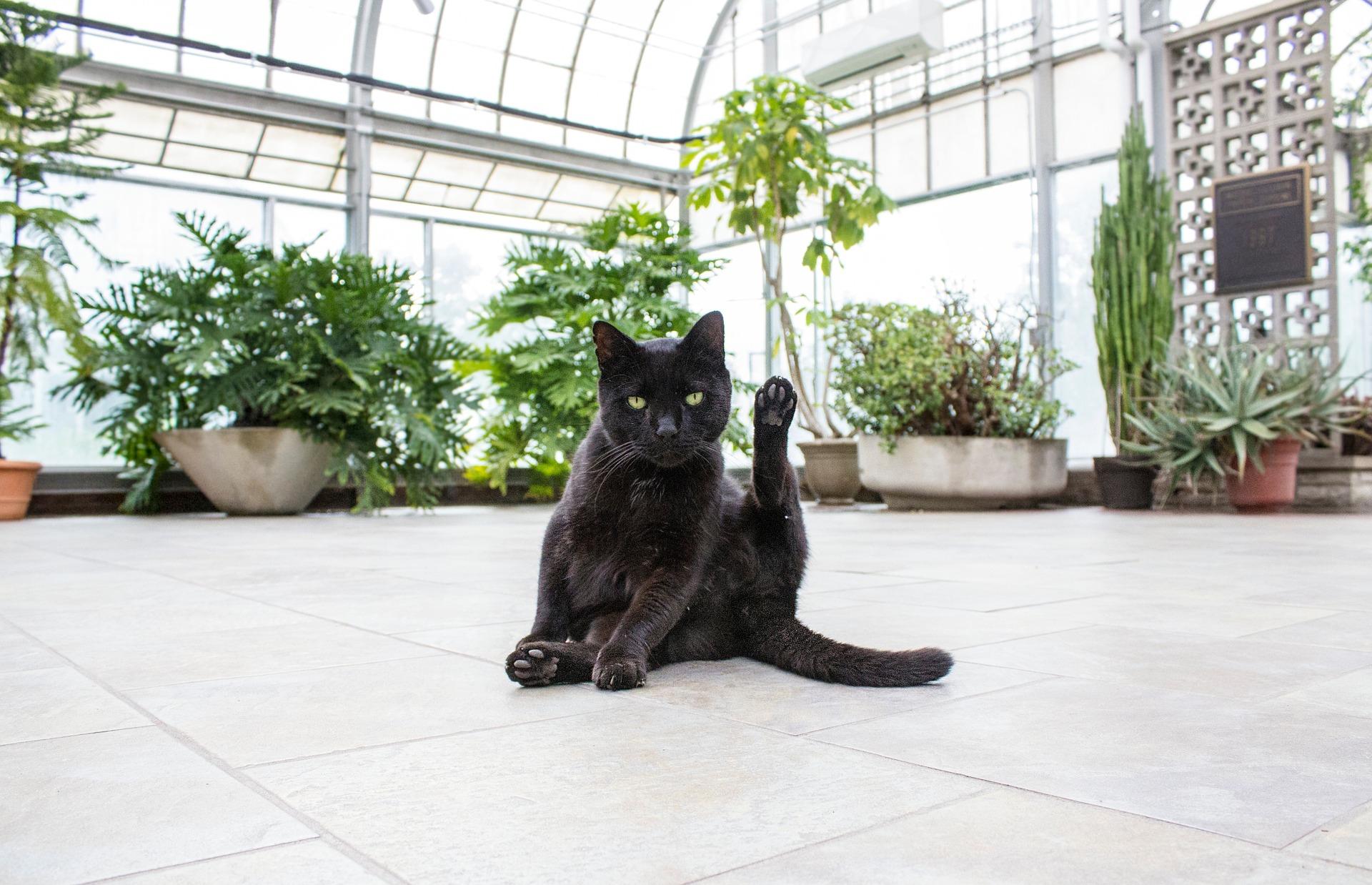 植物园内流浪猫死亡原因探究_反馈记录和整理