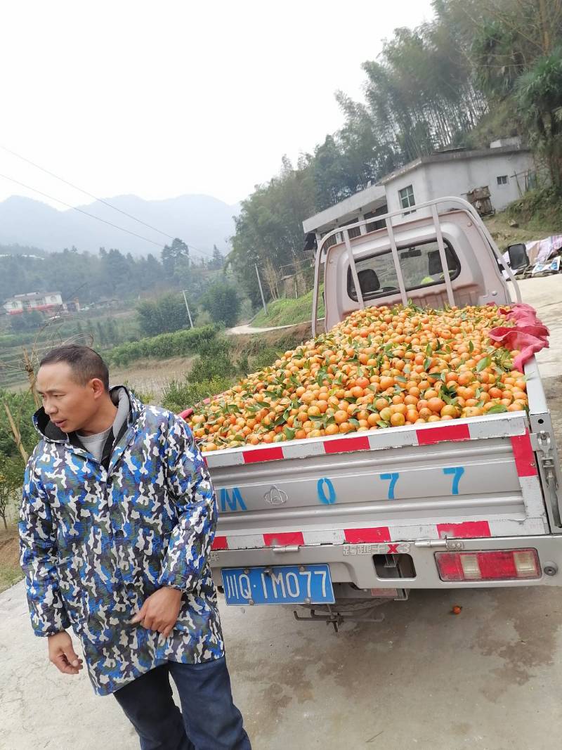 救护车开进柑橘园，一场别样的紧急救援_有问必答