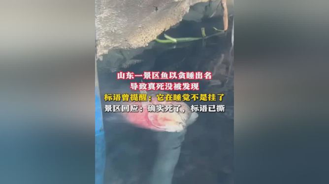 景区贪睡的鱼真死了，一次关于生态与责任的深度反思_反馈内容和总结