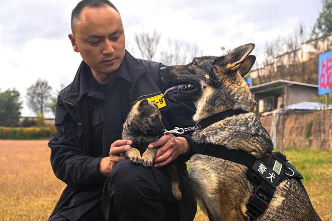 警犬上班状态引发热议，死气沉沉还是活力四溢？_权威解释