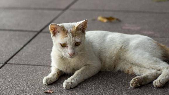 你吸的不是猫，而是正能量_反馈落实