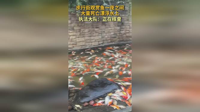 观赏鱼一夜之间离奇死亡，探究原因与应对策略_精准解释落实