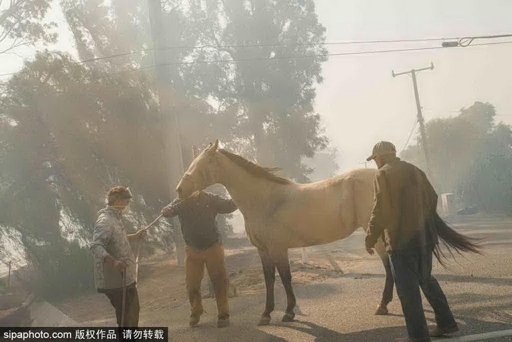 洛杉矶山火悲剧，24人丧生，城市哀悼_知识解答