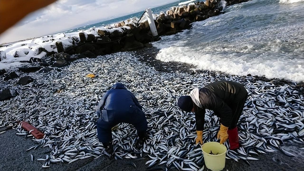 日本地震，灾难中的坚韧与希望_全面解答解释落实