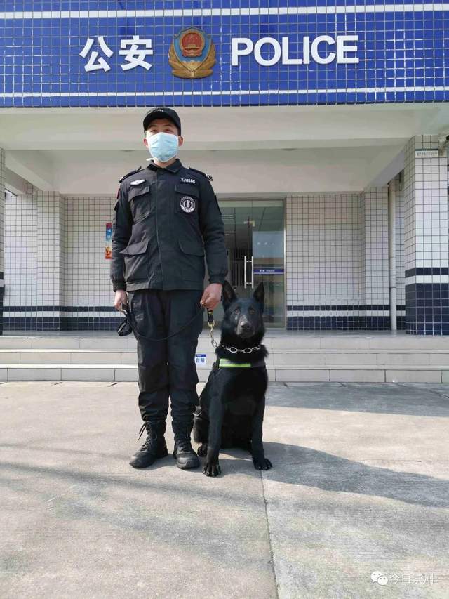 聚焦警犬日常，四犬上班状态不佳引发关注_全面解答落实