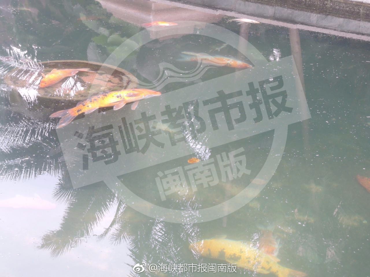 媒体评男子用杀虫剂毒死大量锦鲤，行为背后的反思与警示_全面解答