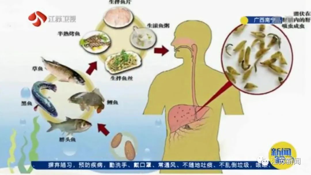 一、标题，警惕淡水鱼风险，70岁大爷因食用未处理淡水鱼感染肝吸虫_反馈分析和检讨