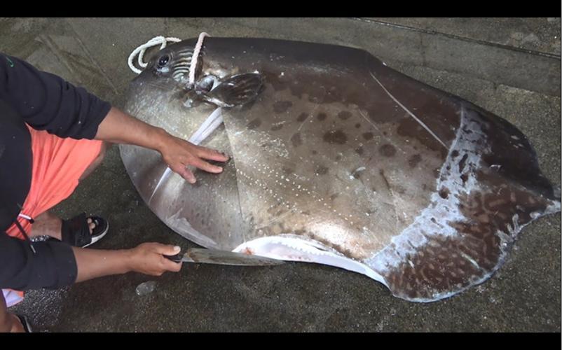 日本水族馆翻车鱼因缺乏游客而自闭现象探讨_反馈评审和审查