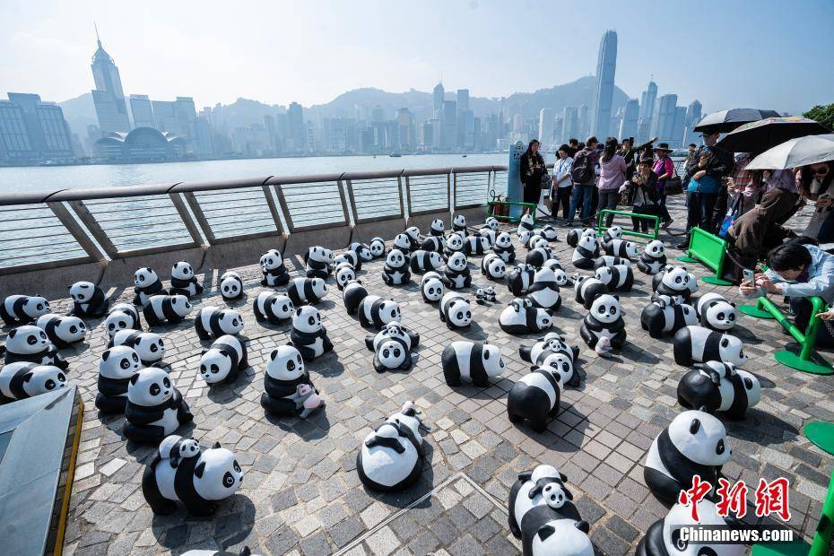 香港大熊猫年后展出的魅力与期待_反馈记录和整理