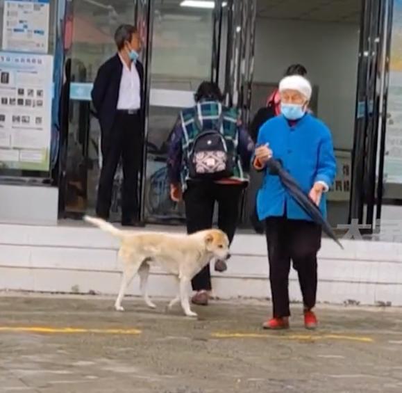 狗妈妈叼幼崽上门求医，医生暖心救助再现人间温情_反馈执行和跟进