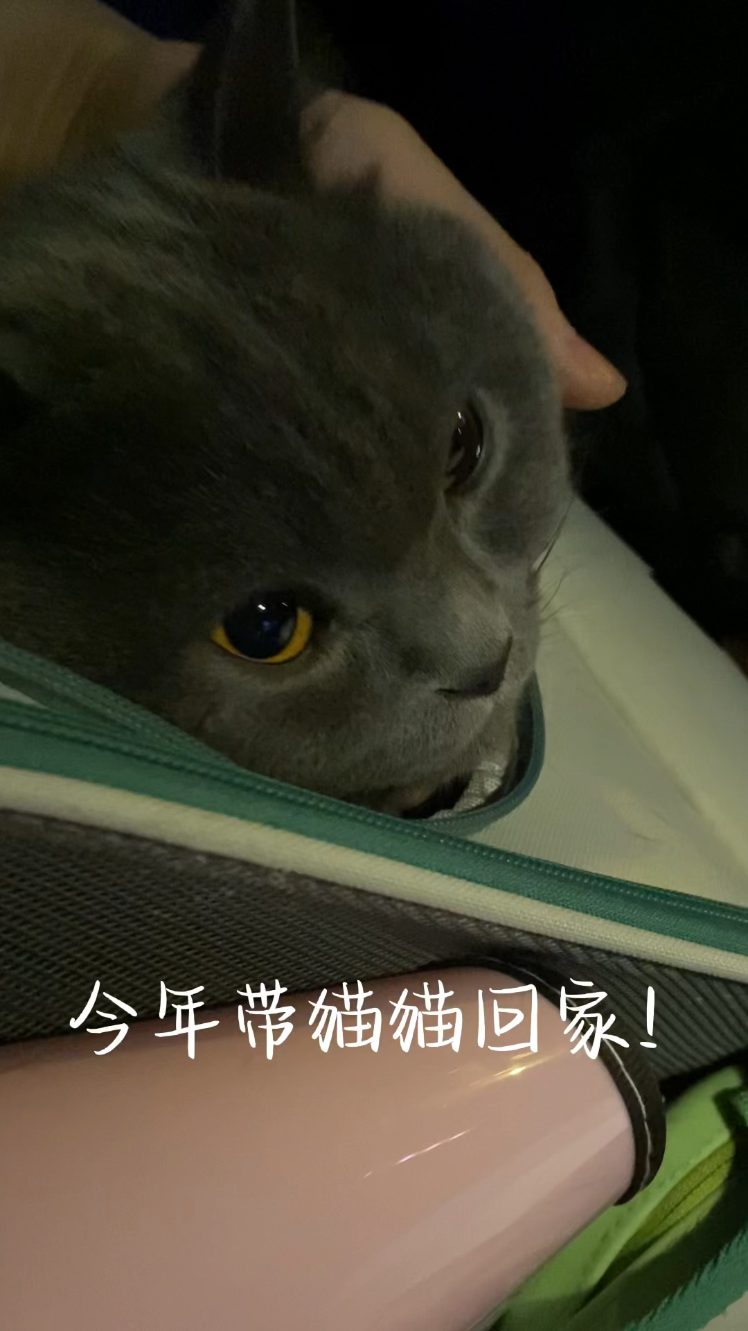 带15只猫回家过年，一场温馨与责任的交织之旅_反馈调整和优化