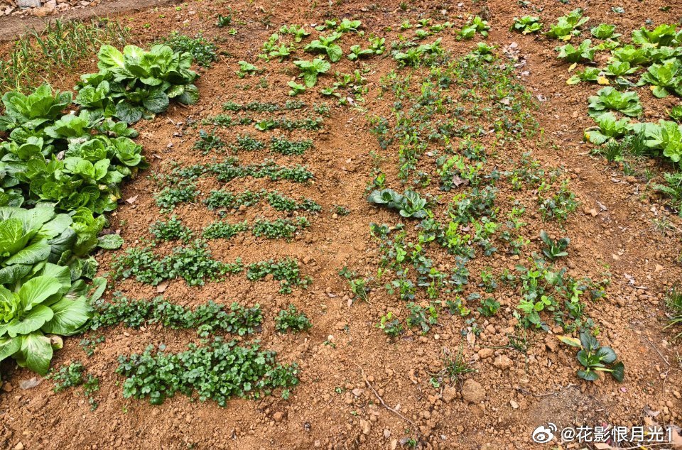 美国网友掀起屋前屋后种菜热潮_精准解释落实