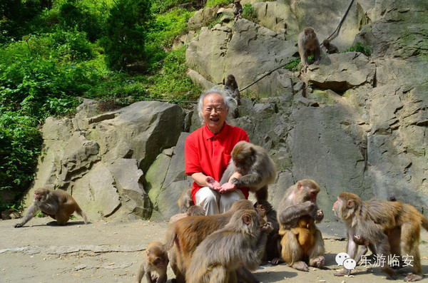 山东鹤伴山景区遭遇野猴袭扰，挑战与应对_反馈调整和优化