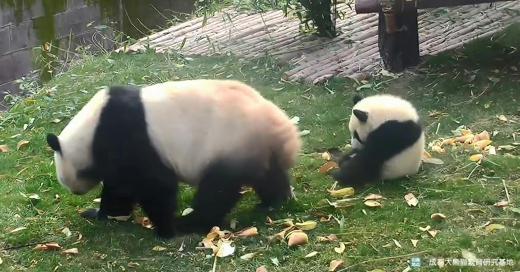 熊猫宝宝吃饭也要和妈妈贴在一起，萌态背后的情感纽带_词语解释落实