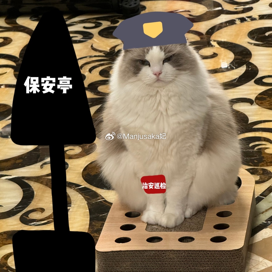 最强安保猫猫安迪_词语解释