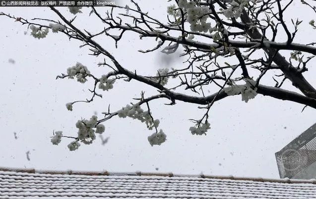 山西今日多地下雪，一场冬日雪舞的美丽展现_反馈执行和跟进