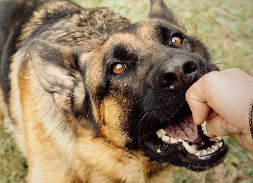 男子学狗语驯狗遭遇扑咬，人与犬沟通的误区与挑战_细化落实