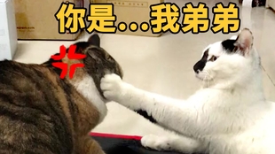 家有馋猫，一场关于美食与爱的故事_资料解释落实