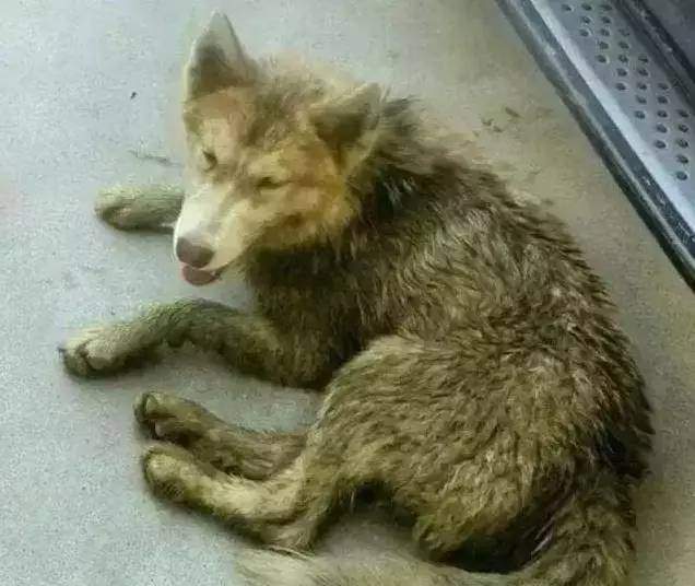 首批返乡犬群遭遇粪坑挑战——乡村冒险实录_精准解答落实