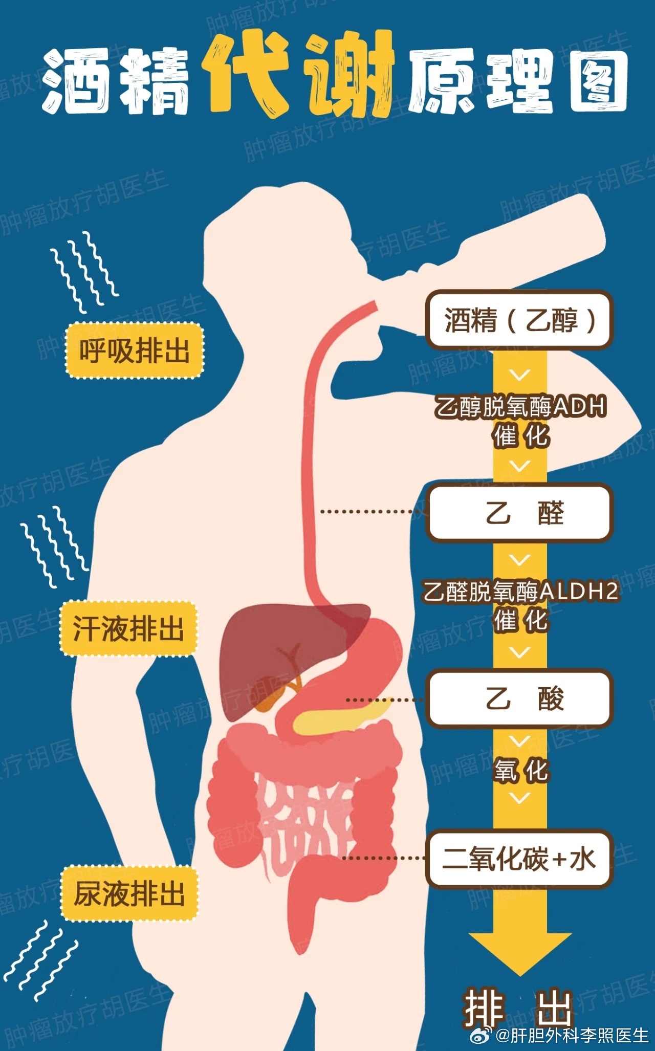 酒精在身体里做了什么_反馈机制和流程