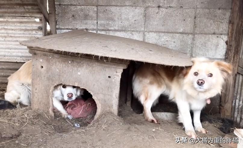 亲戚抱走家中小狗，母女冒雨骑车接回_动态词语解释落实