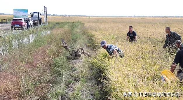 中国掌握荡蟹手艺的不足五人，传统技艺的困境与出路_精密解答