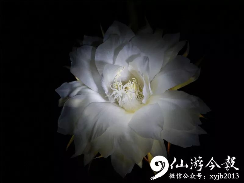 这就是传说中的昙花一现吗_反馈调整和优化