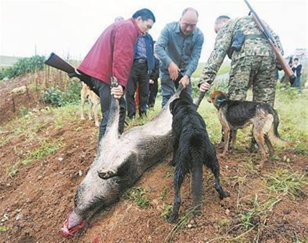 野猪泛滥成灾，村民无奈放狗驱赶——一场生态挑战与应对策略的探讨_科普问答