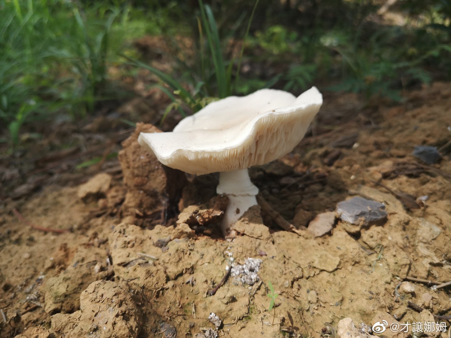 无穷小亮科普沙地里的蘑菇，探寻蘑菇世界的奥秘与魅力_动态词语解释落实