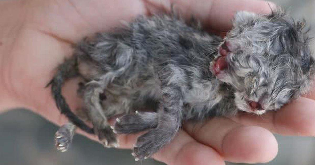 母猫产下罕见双头猫，奇迹还是警示？深度解读这一罕见事件背后的故事_精密解答