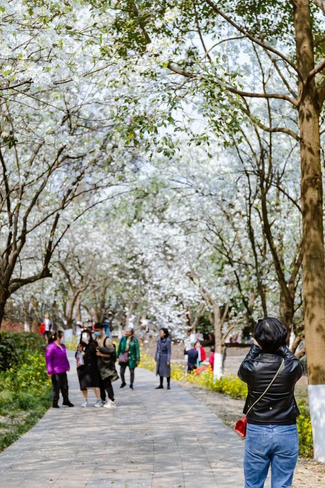 赏花赏景，拥抱璀璨春日，一场与自然的深情邂逅_全面解答