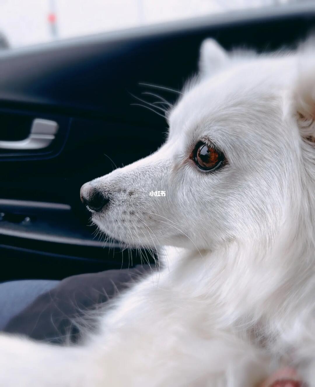 那一刻，眼神交汇的瞬间——遇见生命中的理想伴侣犬_全面解答落实