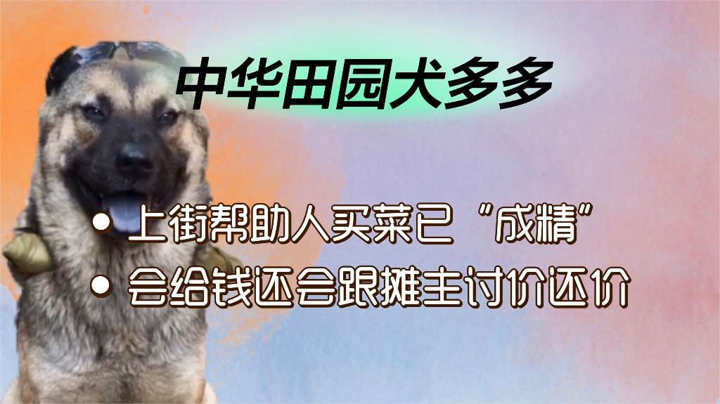 爱在犬蹄之下，小狗牵红线，瞬间编织浪漫小说奇缘_全面解答解释落实