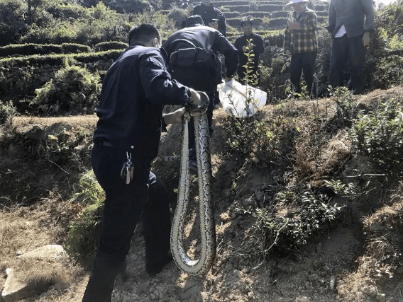 震撼！福建泉州陵园惊现长达三米巨蟒，神秘事件引发各界热议_精准解释落实