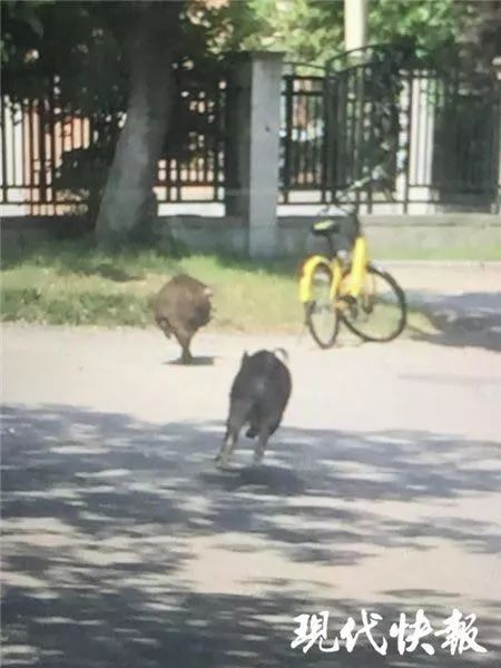 男子爬山偶遇两只大野猪，惊魂一瞬还是惊喜邂逅？_反馈实施和执行力