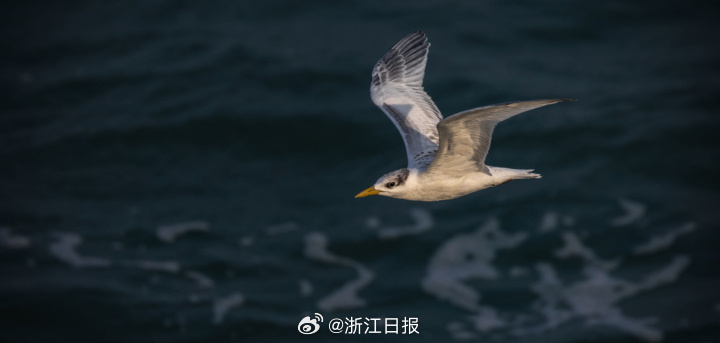 推荐，揭秘浙江高薪守鸟人，日薪高达300元，海岛独居四个月，神秘职业背后的故事！_执行落实