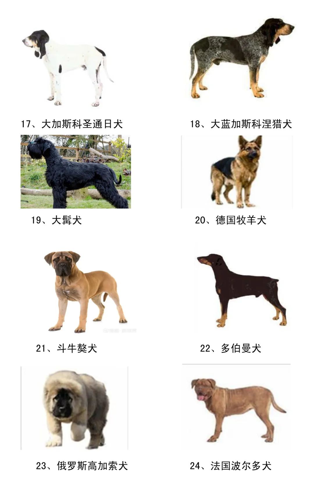 呼吁实施统一禁养犬名录，守护公共安全，我们准备好了吗？_细化落实