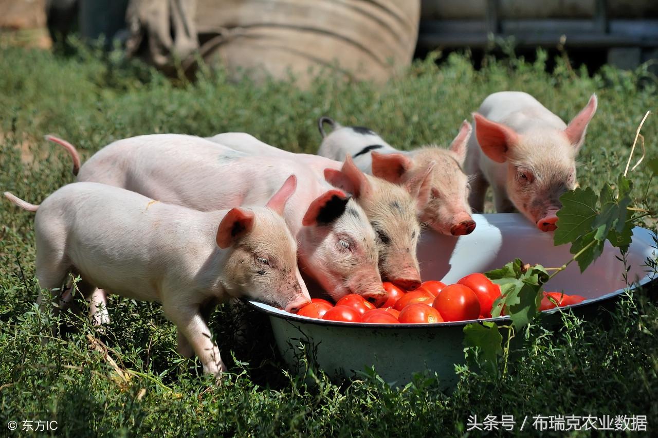 中国对美国鸡肉棉花等加征关税背后的博弈风云再起！究竟何去何从？_细化方案和措施