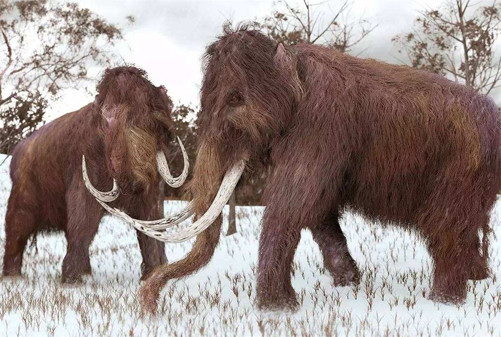 美国培育猛犸鼠，神秘生物科技背后的惊人实验_反馈总结和评估