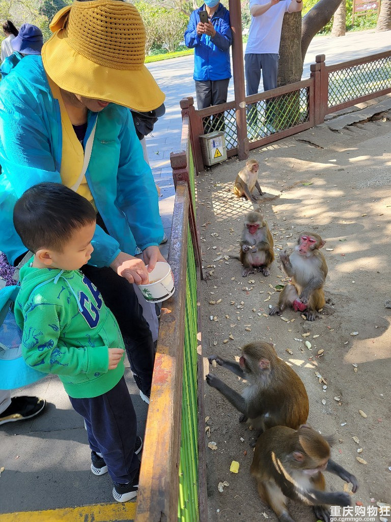 小猴子景区乖巧讨食，游客纷纷驻足投喂，背后隐藏的秘密你了解吗？_实施落实