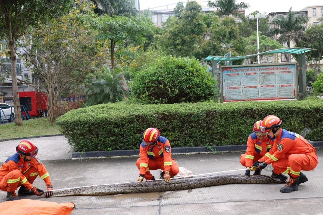 建议，惊现！重达65公斤巨蟒悠闲菜地里晒日光浴，背后隐藏什么秘密？_反馈分析和检讨