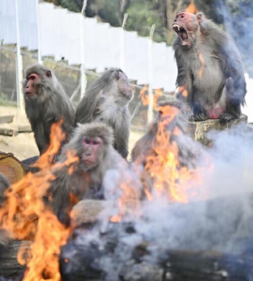 独家爆料，猴子大闹民宅，引发关注热潮！究竟是何原因？最新深度解读在此！_反馈意见和建议