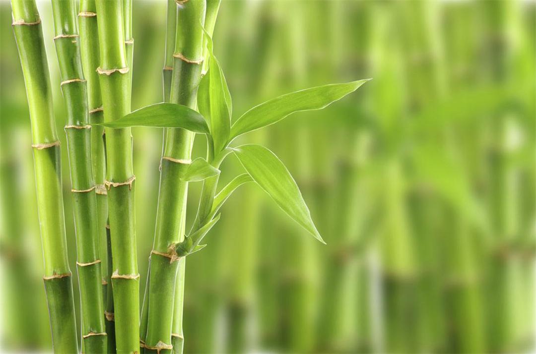 成都罕见竹子开花现象揭秘，错过这一次，再等六十年！千载难逢，不可错过！_全面解答解释落实