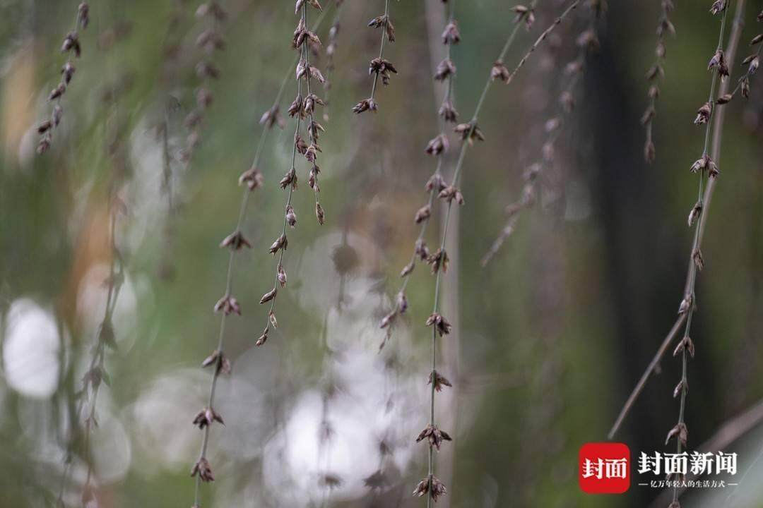 成都罕见竹子开花盛景，错过此现再等六十年！_方案实施和反馈