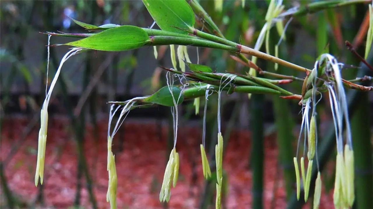 成都罕见竹子开花盛景，错过此现再等一世——探寻开花背后的秘密与攻略_落实到位解释