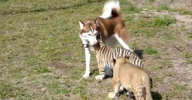 震惊！猛虎闯入村民家院，羊犬惨遭不测，背后真相引人深思_精准落实